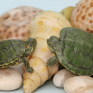 Buy Red Eared Slider Turtle Online in India