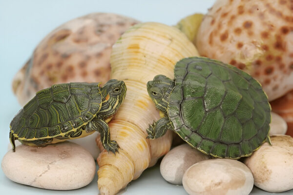 Buy Red Eared Slider Turtle Online in India