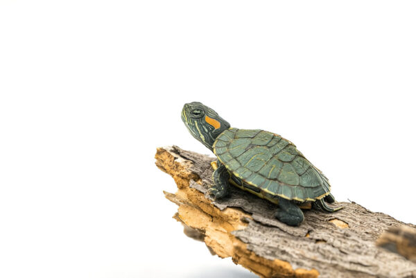 Buy Red Eared Slider Turtle Online in India - Image 2