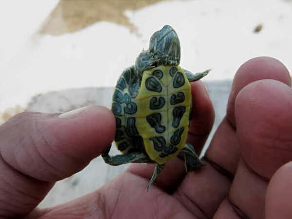 Buy Red Eared Slider Turtle Online in India - Image 3