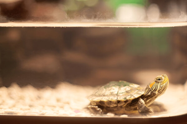 Buy Red Eared Slider Turtle Online in India - Image 4