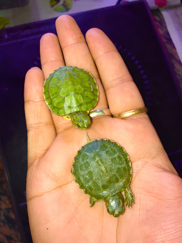 Red Ear Slider Turtle (Standard) – Bestselling Pet Turtle in India (Two) - Image 3