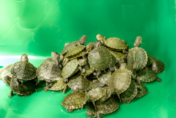 Red Ear Slider Turtle (Standard) – Bestselling Pet Turtle in India (Two) - Image 2