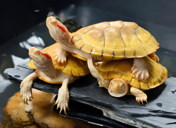 Buy Albino Red Ear Slider Turtle Online in India (Pair)