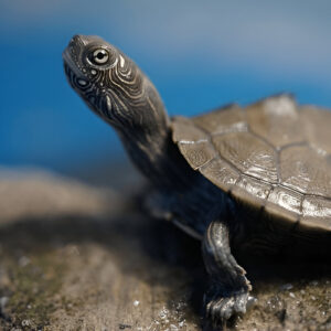 Mississippi Map Turtle – Rare & Beautiful Aquarium Turtle for Sale in India (Single)