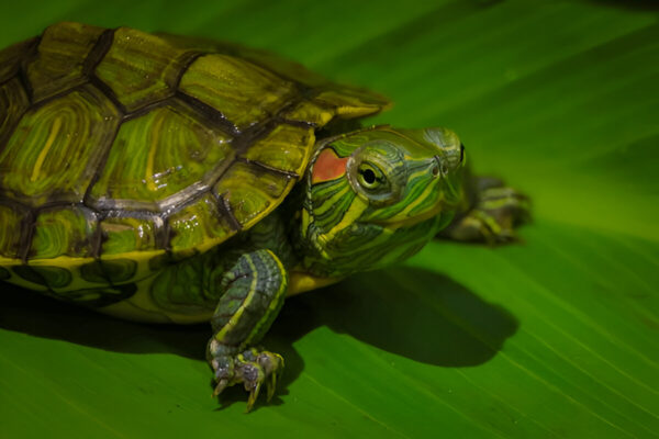 Red Ear Slider Turtle (Standard) – Bestselling Pet Turtle in India (Two)